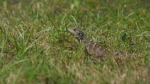 Dwarf bearded dragon eating grass in sunny Costa Rica - handheld view