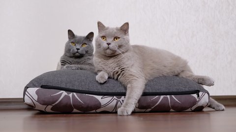 Two Gray Fluffy Cats are Sitting on a Soft Pillow, Watching the Movement Object. Tired sleepy adorable pets relax, rest together at home. Purebred domestic cats with green eyes. Concept love for pets.