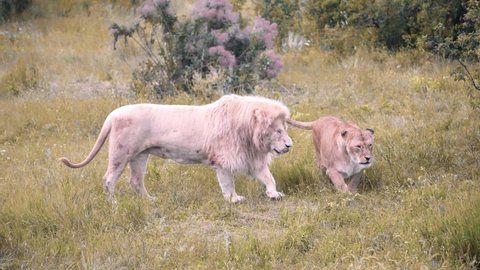The lioness playfully falls on the grass next to the white lion. Mating games of lions. Mating season for lions.