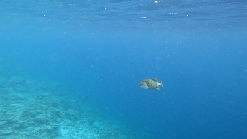 Titan Triggerfish Swims in Blue Laccadive Sea. Underwater Shot of Balistoides Viridescens in Indian Ocean in Maldives. Royalty-Free Stock Footage #1088848661