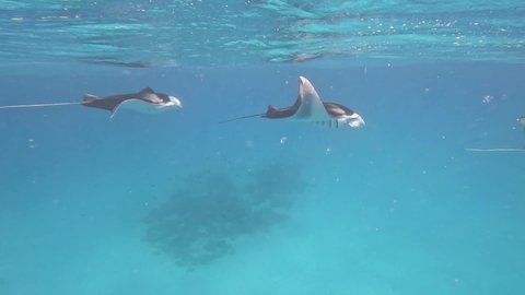 Three Big Manta Rays Swim near the Surface in Indian Ocean. Beautiful Underwater Shot of Mobula Alfredi in Maldives.