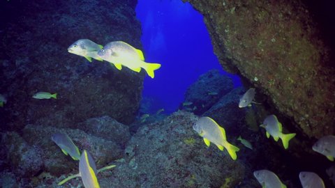 Slow motion shot of school yellowtail snapper fish (Ocyurus chrysurus), underwater under water marine life in Cocos Keeling Islands Costa Rica Scuba diving and snorkeling in undersea Pacific Ocean.
