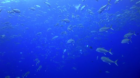 Slow motion shot of school yellowtail snapper fish (Ocyurus chrysurus), underwater under water marine life in Cocos Keeling Islands Costa Rica Scuba diving and snorkeling in undersea Pacific Ocean.