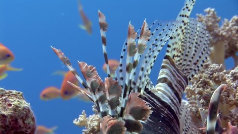 Scorpionfish lionfish on pink tropical coral Gorgonaria undewater on seabed in marine life of Red Sea. Macro relaxing video about coral reef and wildlife in undewater sea and ocean life.