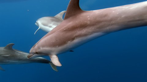 Family of dolphins with cubs playing in blue water of Atlantic Ocean Azores islands. Close-up underwater shot of wild dolphin. Aquatic marine animals in their natural habitat. Wildlife nature.