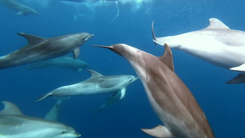 School of dolphins playing in blue water of Atlantic Ocean Azores islands. Close-up underwater shot of wild dolphin taking breath. Aquatic marine animals in their natural habitat. Wildlife nature.