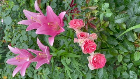 Bright pink color LA Hybrid Lilium Indian Summerset flowers in a garden in July 2021