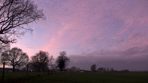 Large flock of starling in murmuration at sunset in pink sky England UK 4K