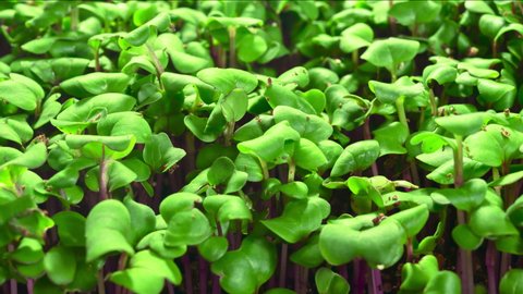 Time lapse of microgreens: radish seeds growing into small lush plants with vibrant green leaves and pink stems 
