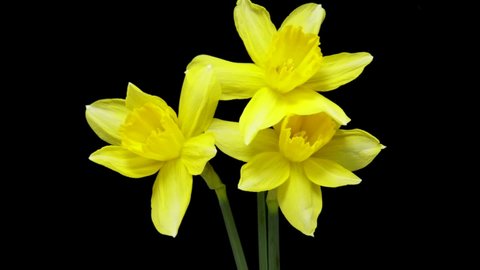 Time-lapse of growing yellow daffodils or narcissus flower. Spring flower daffodils blooming on black background.