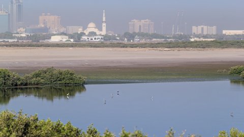 Group of beautiful flamingo birds with reflections, walking at the lake timelapse in Ajman. Nature landscape in UAE. Mosque on a background