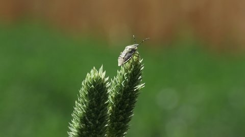 True bug on grass, Dolycoris baccarum, the sloe bud or hairy shieldbug, is a species of shield bug in the family Pentatomidae.