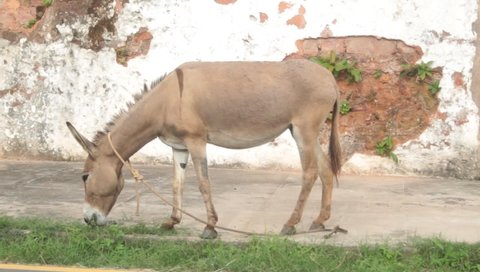 São Luís, Maranhão, Brazil, March 2022. A donkey eating the grass that was born between the sidewalk and the asphalt. donkey in the street