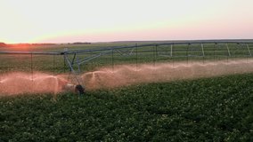 Drone Video - Irrigation a potato field with Center Pivot Irrigation System at sunset. Mavic 2 Pro. ProRes