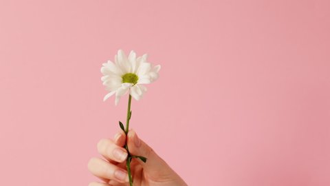 A woman is guessing on a daisy, tearing off the petals. Hands and flower close-up on pink background. The concept of traditional divination and astrology.