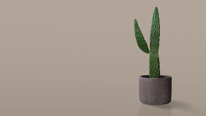 Plant cactus wave arm saying hello happy nature friendly abstract isolated on background funny | Shutterstock HD Video #1088863523