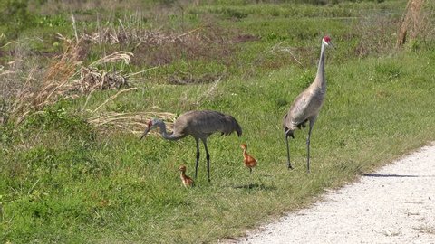 Sandhill crane family walking in Florida park