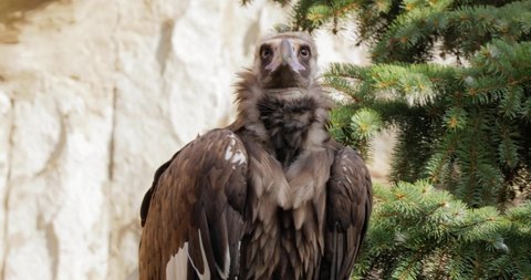Cinereous vulture (Aegypius monachus) is a large raptorial bird that is distributed through much of temperate Eurasia. It is also known as the black vulture, monk or Eurasian black vulture.