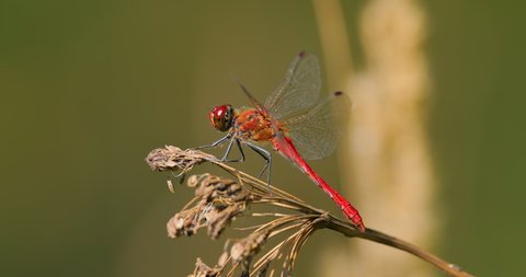 Scarlet Dragonfly (Crocothemis erythraea) is a species of dragonfly in the family Libellulidae. Its common names include broad scarlet, common scarlet darter.