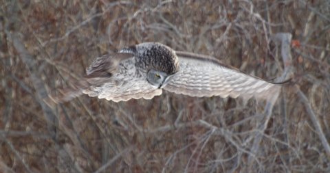 Great Grey Owl hovering and flying away
