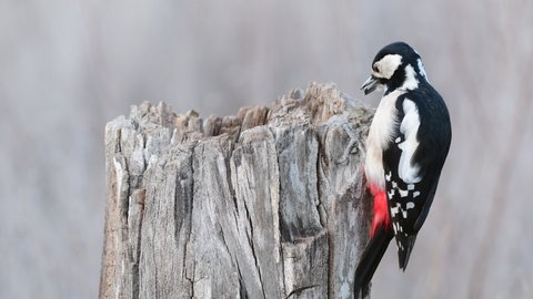 Great spotted woodpecker sitting on the stump. Wildlife scene from nature. Dendrocopos major.