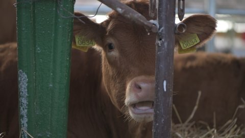 NOVI SAD, SERBIA - September 23, 2021: Limousin cattle cow on 88th International Agricultural Fair held in Novi Sad