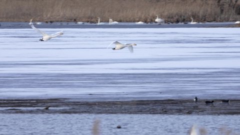 Two Whooper swans (Cygnus cygnus)is flying over the icey lake in the spring, heading north towards Greenland and Svalbard