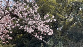 Image of a big cherry tree. The branches of the cherry tree are swaying in a soft breeze. Video taken in the daytime on a sunny day.