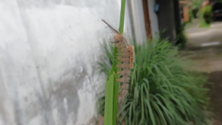 A brown caterpillar eating a green leaf of a yellow iris plant, a butterfly's life cycle | Shutterstock HD Video #1088867627