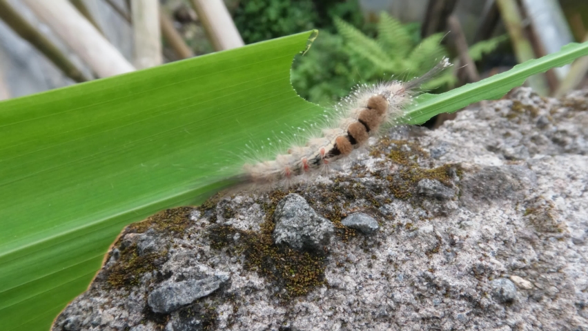 A brown caterpillar eating a green leaf of a yellow iris plant, a butterfly's life cycle | Shutterstock HD Video #1088867635