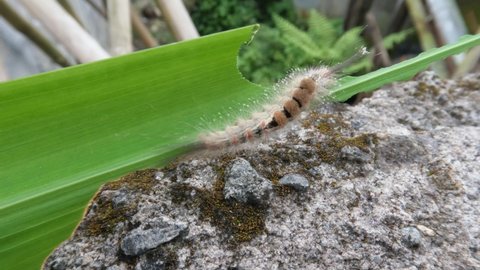 A brown caterpillar eating a green leaf of a yellow iris plant, a butterfly's life cycle