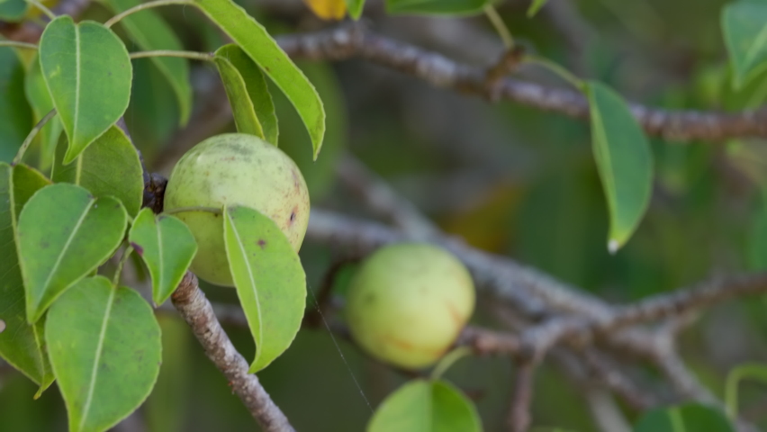 close up of the fruit and leaves of a highly poisonous manchineel tree at manuel antonio national park in costa rica