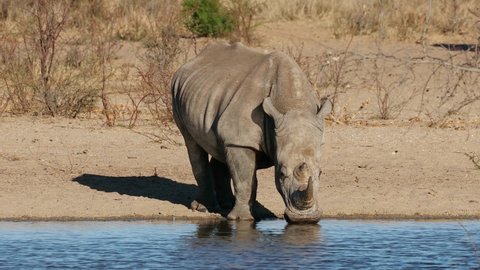An endangered white rhinoceros (Ceratotherium simum) at a waterhole, South Africa