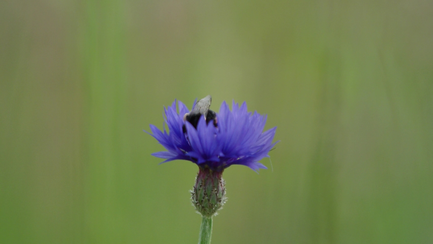 Isolated bokeh shot of purple cornflower with bumblebee collecting nectar Royalty-Free Stock Footage #1088870825