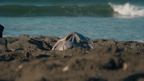 Turtle lays eggs in sand as bird of prey walks into shot and pecks the ground