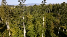 Aerial dolly shot over the natural spruce forest in the mountains