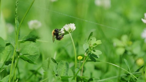 Profile view of bumble bee collecting nectar and pollen from white clover
