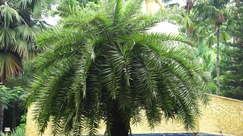 Phoenix sylvestris (Also called sylvestris, silver date palm, Indian date, sugar date palm, wild date palm, palem kenari) in the garden
