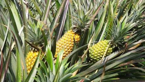 Pineapple tree (Ananas comosus) with a natural background. Exotic tropical fruit. Indonesian call it nanas