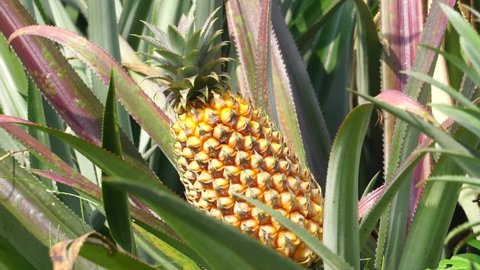 Pineapple tree (Ananas comosus) with a natural background. Exotic tropical fruit. Indonesian call it nanas