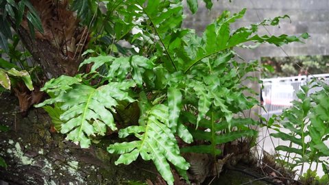Dendroconche scandens (also called Microsorum scandens, fragrant fern) with a natural background