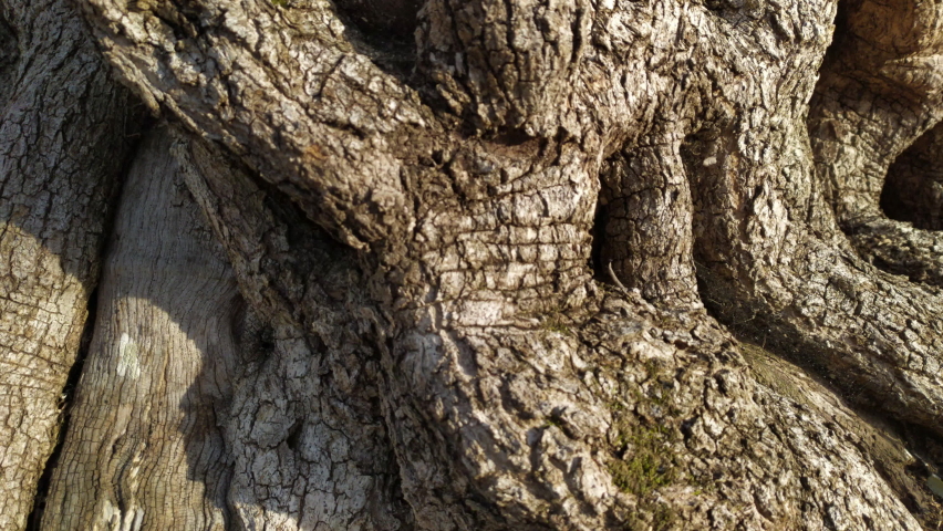 Gnarled old olive tree - lumpy, twisted and rough bark of an aged trunk. Close up of natural texture and shape. Royalty-Free Stock Footage #1088873295