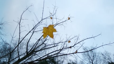 Yellow maple leaf whirl and fly down from naked tree, late autumn season at Europe. Extreme low angle shot, camera move down and side, cloudy sky on background