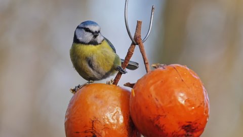 Great Tit eating big orange fruit hang out in a natural reserve park, feeding passerine bird Tit family Paridae. Cute little bird. Parus major.
