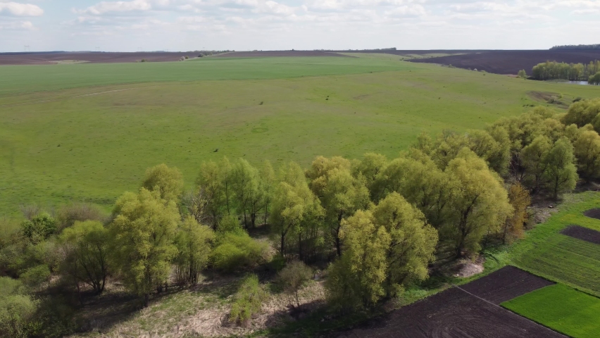 Small river valley overgrown with old willows with young foliage in springtime, aerial view while moving forward with a turn
