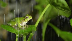 4K slow motion video of frogs bathing in water.
4K 120fps edited to 30fps.