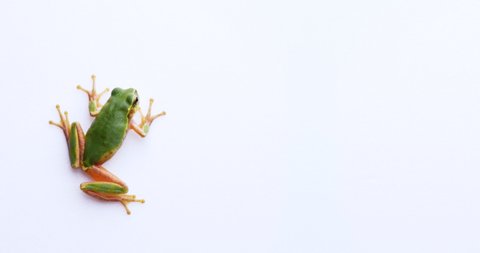 4K video of tree frogs sticking to white background.
