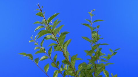 Top Of Bush In Breeze Bluescreen Isolated