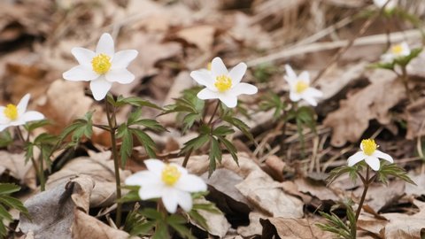 Wild anemone flowers in the early spring forest. White spring flower Anemone nemorosa bloom close up. Springtime in european forest. Video with sounds of the forest