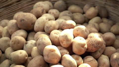 Close up of a pile of potatoes, Mumbai, India